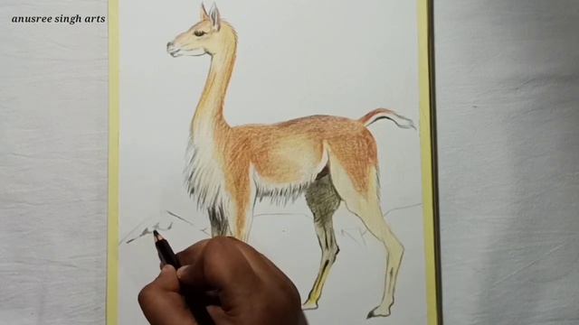 How to draw a vicuña(vicuna). Colour pencil and oil pastel drawing. Easy animal drawing. смотреть онлайн