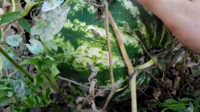 Урожай арбузов и дынь. смотреть онлайн