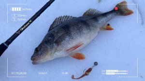 Спиннинг Hearty Rise Halcyon X HALX 732L. Окунёвая раздача.