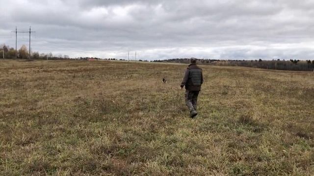 Контроль легавой собаки в поле смотреть онлайн