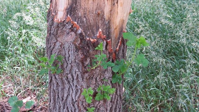 How to Kill a Tree by Girdling 2021 смотреть онлайн