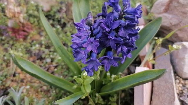 Гиацинт Блю Сапфир. Hyacinthus Garden Blue Sapphire.