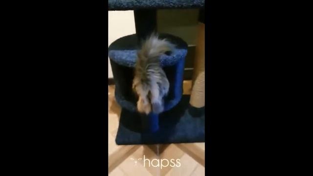 Кошка Алиса получила в подарок на новый год уютный домик с когтеточкой от hapss.ru (Отзыв клиента) смотреть онлайн