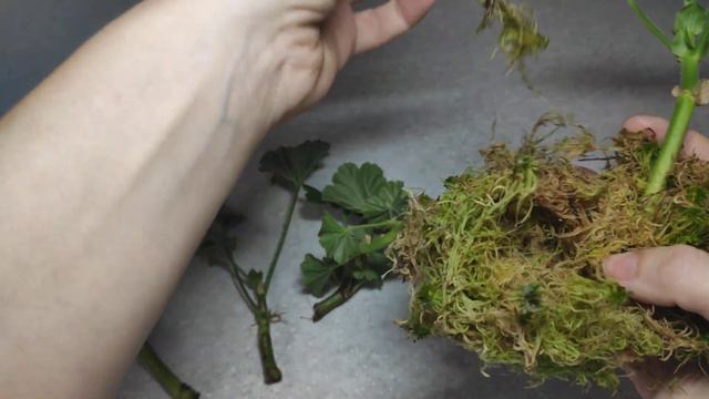 укоренение пеларгонии во мхе сфагнум смотреть онлайн