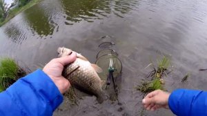 Крупный карась в черте города. Ловля на соску. В поисках сазана.