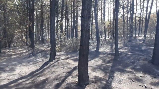 Это П....ць Был лес теперь пустыня. смотреть онлайн