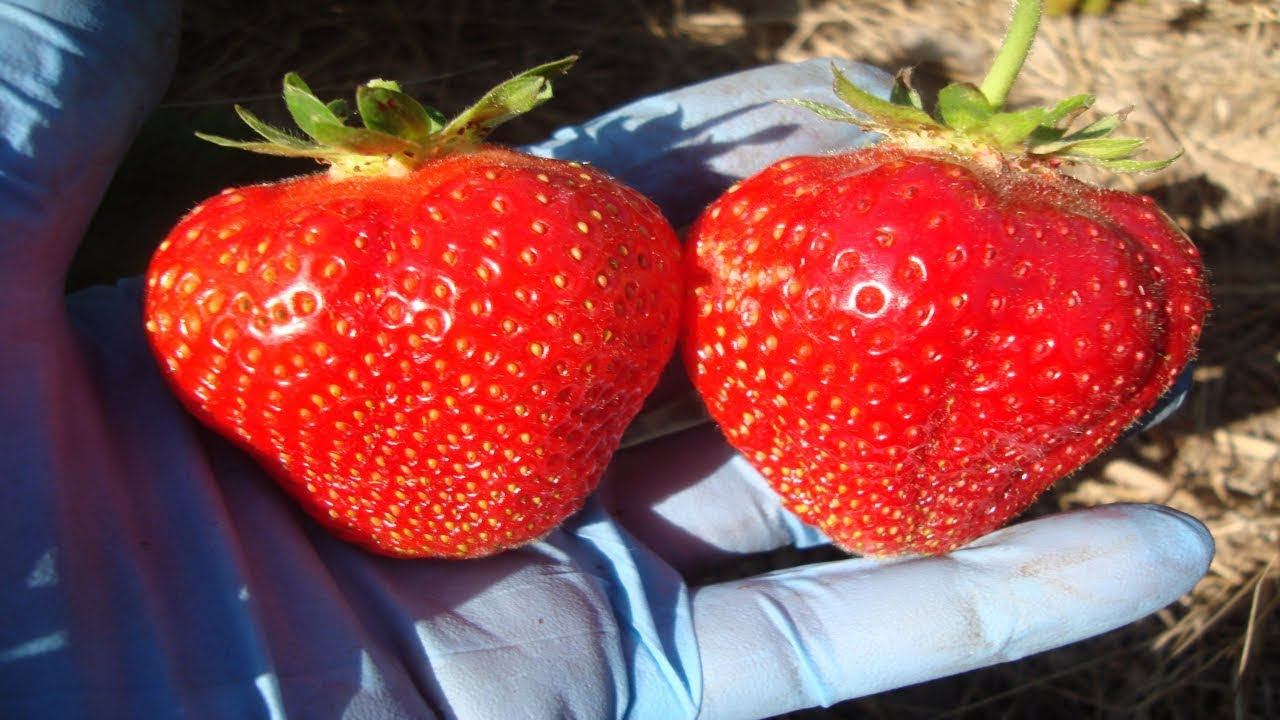 КЛУБНИКА МАЙЯ ВИДЕООБЗОР ДЕГУСТАЦИЯ смотреть онлайн