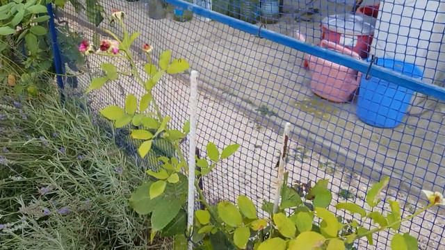 Розы,цветущие в июльскую жару 30 июля 2020 смотреть онлайн