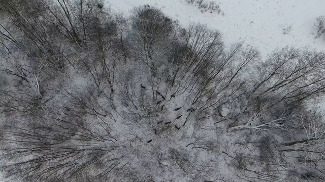 Охотник квадрокоптер и косули!/Quadrocopter Hunter