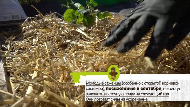 КЛУБНИКА НЕ ЦВЕТЕТ И НЕ ПЛОДОНОСИТ. Разбираемся в причинах и ошибках садоводов смотреть онлайн