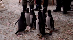 Пингвины мистера Поппера