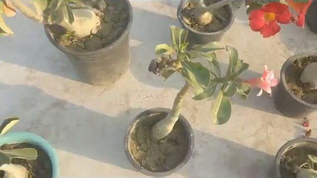 Adenium flowering смотреть онлайн