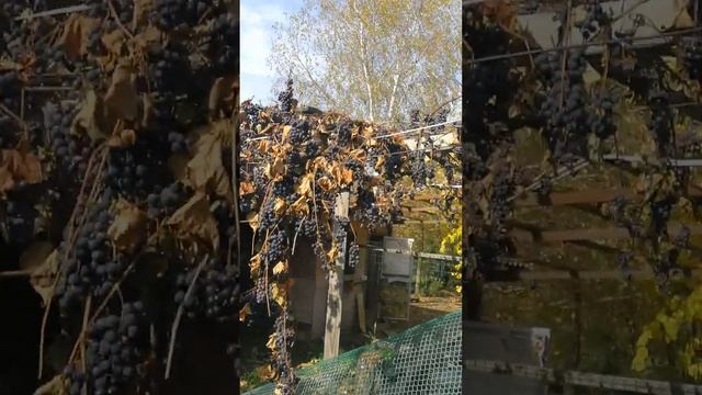 ... ВИНГРАД... 2022..ГОД ПЛОХОЙ И НЕ ТОЛЬКО ДЛЯ...ВИНОГРАДА...ЛЮДИ НЕ СЛЫШАТ И НЕ ВИДЯТ смотреть онлайн