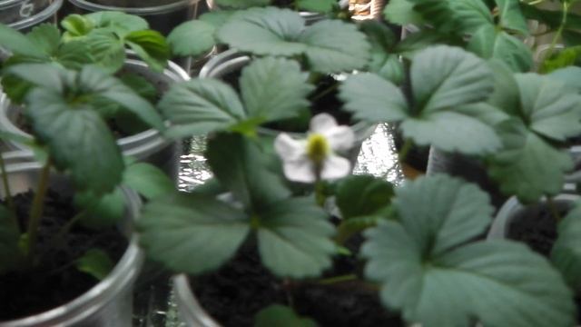 ЗЕМЛЯНИКА ЗАЦВЕЛА ЧЕРЕЗ ДВА С ПОЛОВИНОЙ МЕСЯЦА ПОСЛЕ ПОСЕВА . смотреть онлайн