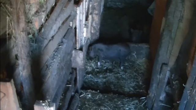 условие содержание вьетнамских вислобрюхих свиней смотреть онлайн