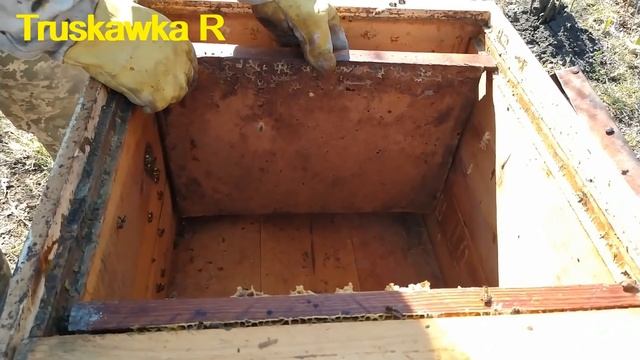 Пчёлы. Первый осмотр пасеки после облёта. Что нужно сделать и какие ошибки. Иначе пчёлы пропадут смотреть онлайн