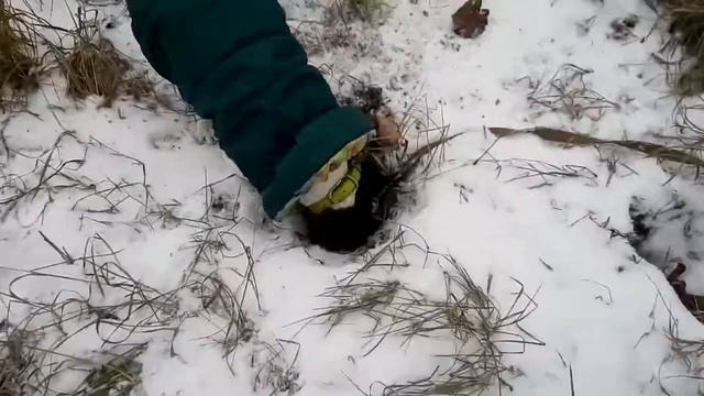 //Джек Рассел копает яму смотреть онлайн