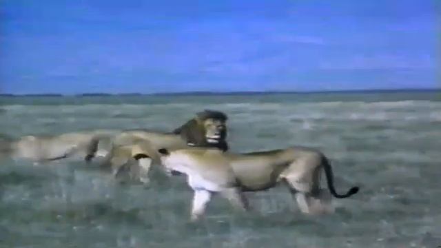 Enjoy The Original Animal Alphabet - Guess Animals from A to Z - #abcd #abc #alphabet смотреть онлайн