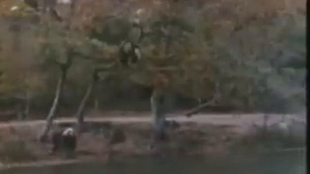 Monty Python: Pantomime Horse As Secret Agent смотреть онлайн