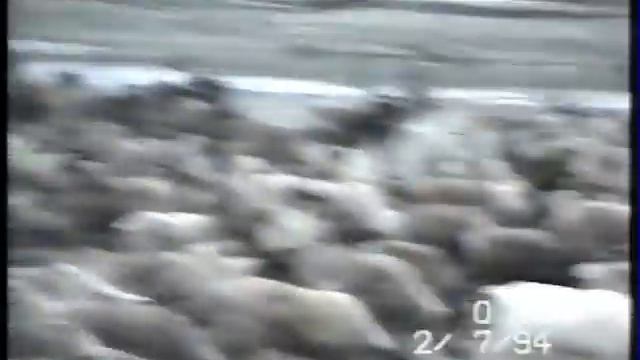 Северные олени на водопое (Чукотка) смотреть онлайн