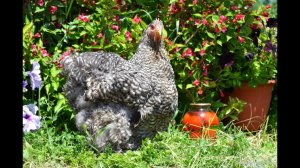 Советы от Сергея Матрипула. Как проверить куриное яйцо на оплодотворенность?