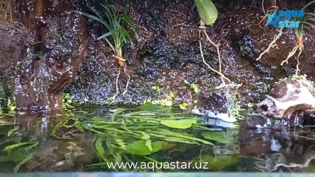 Аквариум + Рыбки = Здоровье! смотреть онлайн