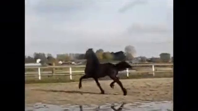 Фризский жеребец на продажу!!! смотреть онлайн