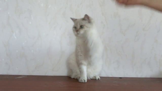 For sale- British young cat, color golden lynx point смотреть онлайн