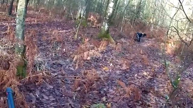 Arrêt setter sur bécasse. смотреть онлайн