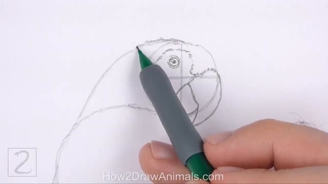 How to Draw a Macaw (Scarlet Macaw) смотреть онлайн