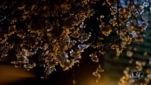 FUJIFILM X-T10 Best Low Light Movie Settings смотреть онлайн