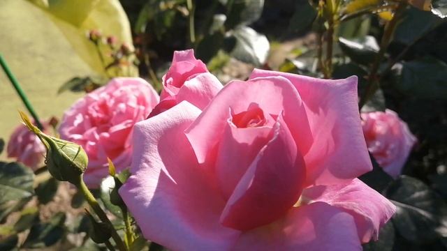 #роза Алоха американской селекции смотреть онлайн