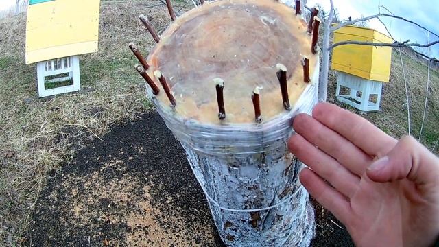 Яблоня. Как я перепривил старую яблоню "за кору" весной смотреть онлайн