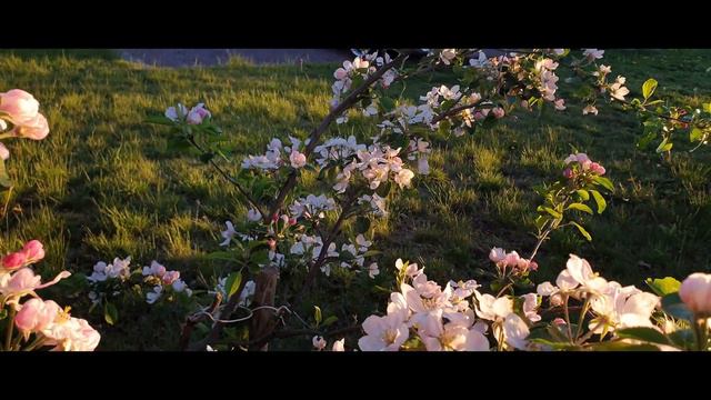 Äppleträdet Blommar © 2019 Lars Svendsen смотреть онлайн