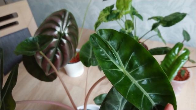 Majowe LOVE 😍 czyli rośliny miesiąca alokazje philodendron billietiae syngonium mottled mojito смотреть онлайн