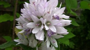 Колокольчик скученный. Уникальный проект - Дачные картинки.