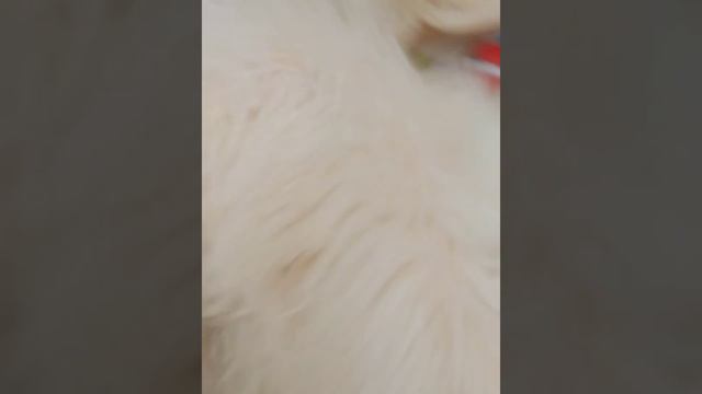 Пиратский побег Лили!🐶⚓🧭 смотреть онлайн