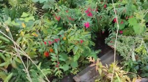 Цветение начала сентября, копаем апиос