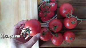 Кистевой ТОМАТ ИНТУИЦИЯ!!! Какие отличные качества имеет? Дача удачи