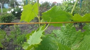 Виноград. Подвязка лозы на шпалеру.