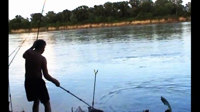 Рыбалка, Канальный сомик 1,7кг. река Кубань. Донка, Fishing angeln la pesca câu cá 钓鱼 рыбалка смотреть онлайн