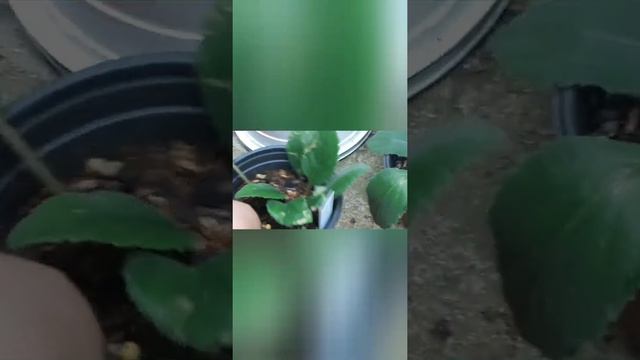 알소비아 смотреть онлайн