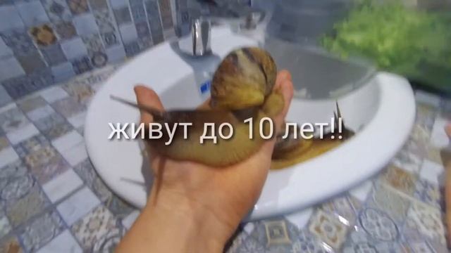 АХАТИНА, УЛИТКА ГИГАНТ, ПЕКАРЬ НА КОЛЁСАХ, МОЛЮСК смотреть онлайн