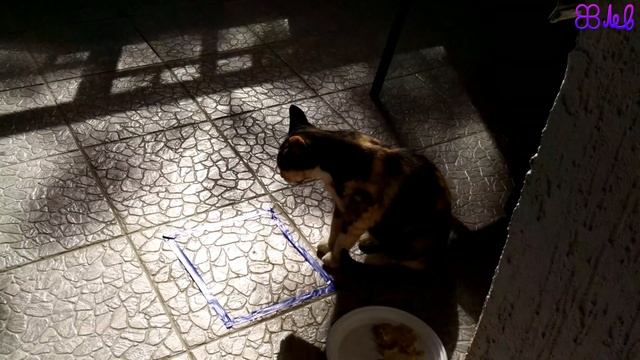 18+ Кошка и квадрат смотреть онлайн