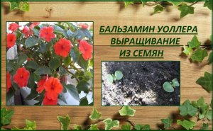 Бальзамин Уоллера выращивание из семян