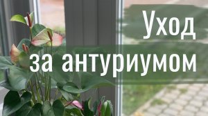 №23. Антуриум. Уход. Полив, пересадка, размещение.