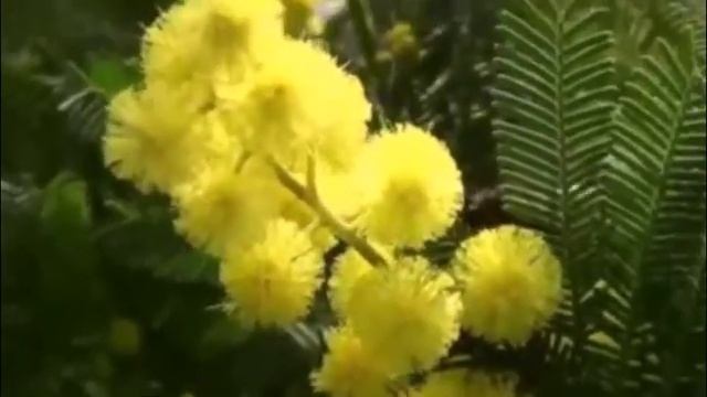 «Ты мимозу весеннюю мне подари» смотреть онлайн