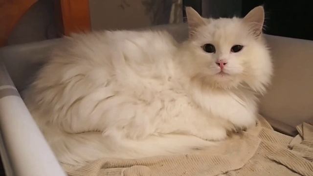 белый пушистый кот P3050068 смотреть онлайн