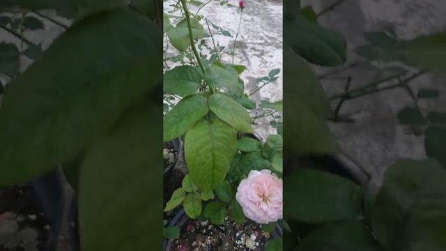 charming piano rose ~ full blooming смотреть онлайн