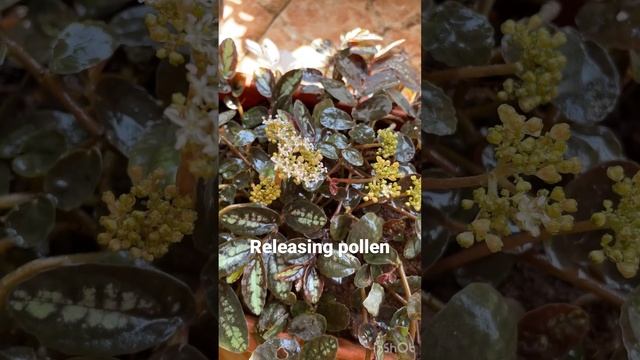 Pellionia releasing pollen grains смотреть онлайн